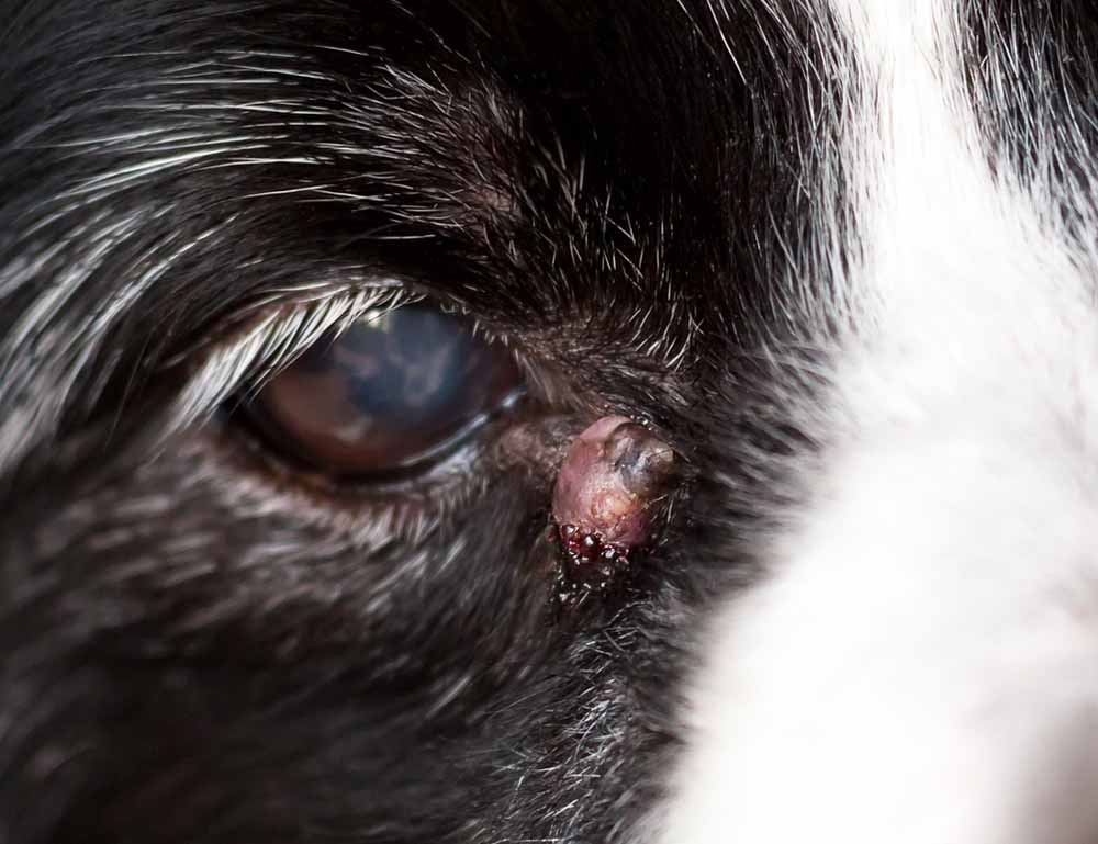 sebaceous cyst near a dog's eye