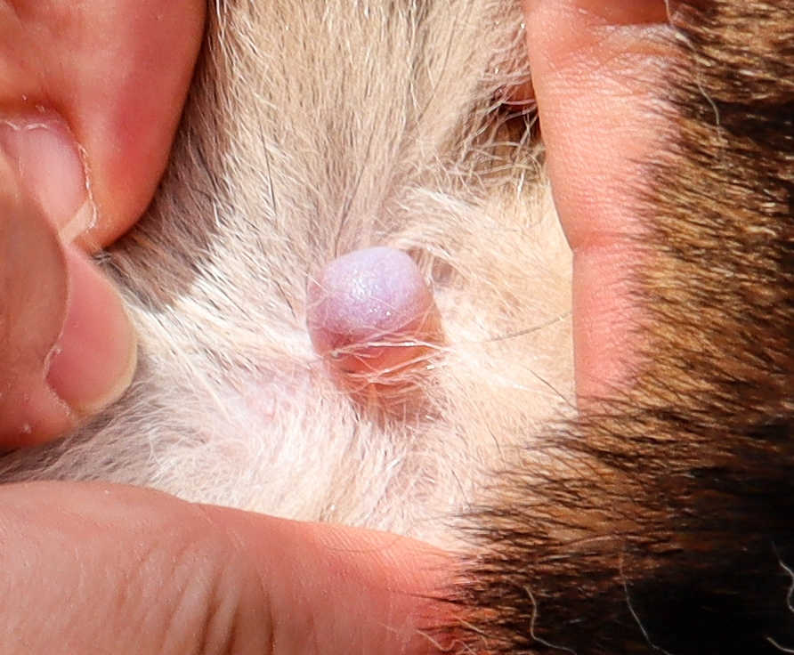 close up picture of a sebaceous cyst on a dog