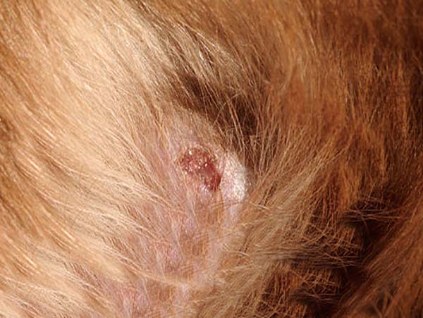 how to treat a ruptured sebaceous cyst on a dog