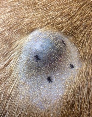 12 Common Dog Lumps, Bumps, and Growths (with Pictures)