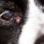 Dog with sebaceous cyst near its eyes