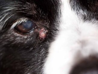 Dog with sebaceous cyst near its eyes