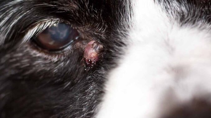 can dogs get cysts on their eyes