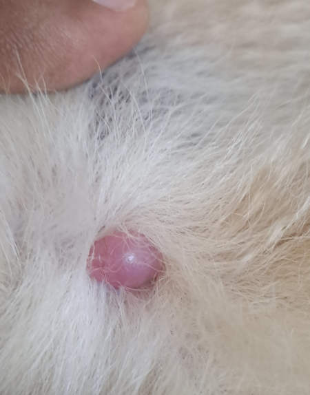 pink pearly cyst under the white fur of a dog