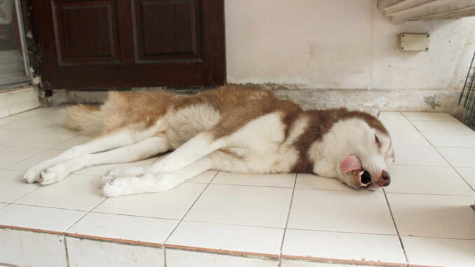 dog laying on floor during seizure