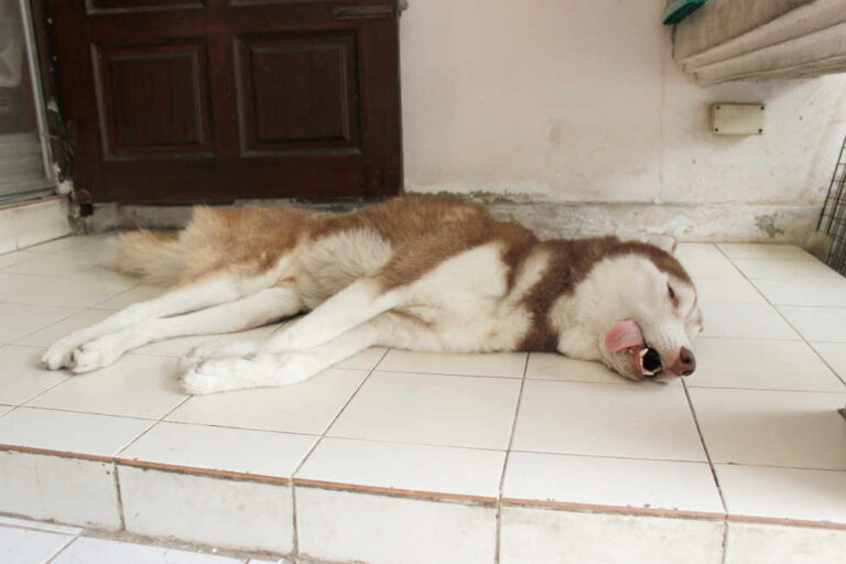 Can Seizures Kill Dogs? Dr. Guise Explains