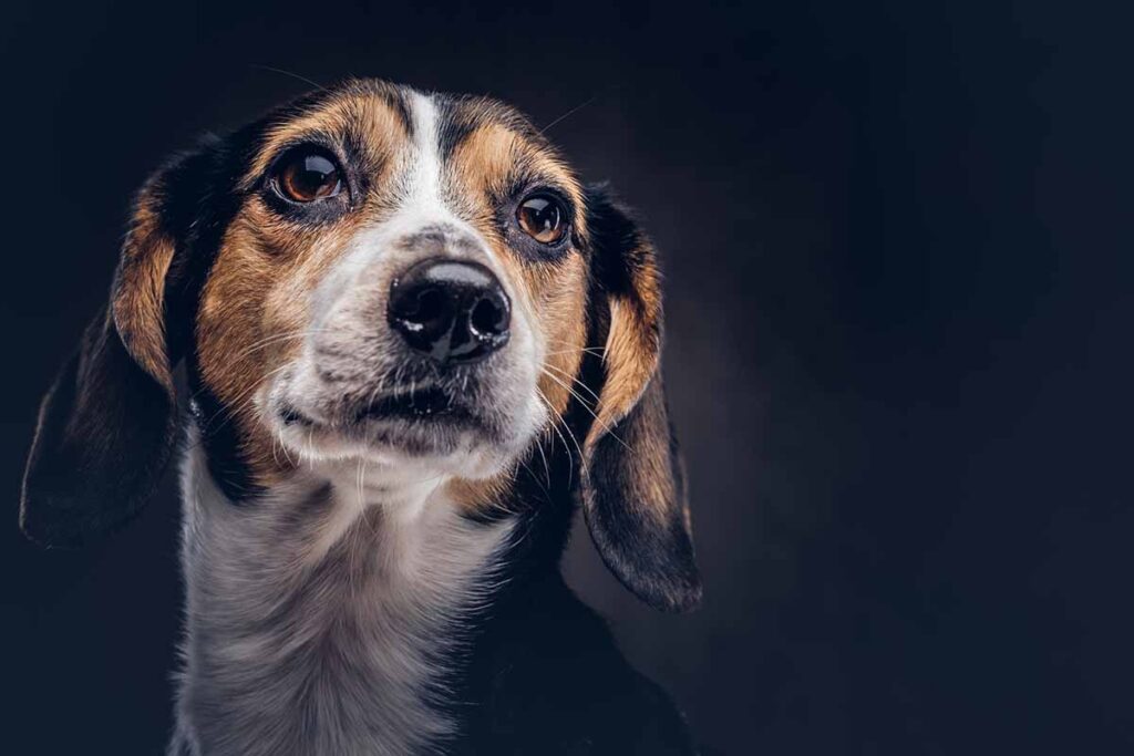 senior dog anxious at night time