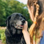 owner caring for a senior dog