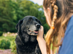 Six Tips to Comfort a Sick or Elderly Dog, from Our Veterinarians