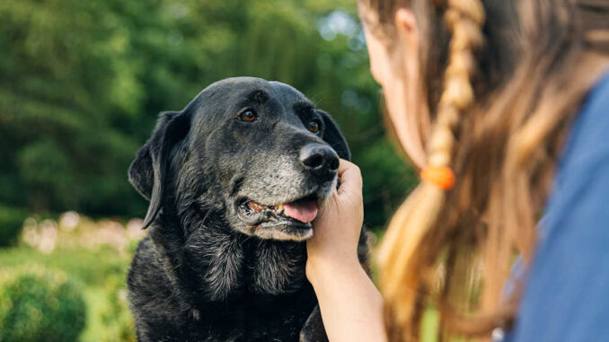 owner caring for a senior dog