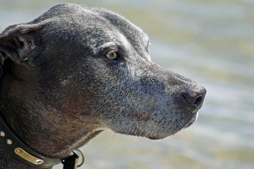 senior dog with dementia
