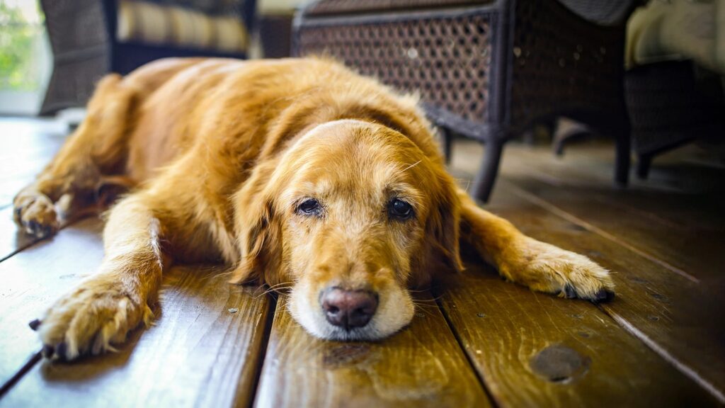 Pictures of Dog Vomit with Blood, Explained By a Veterinarian