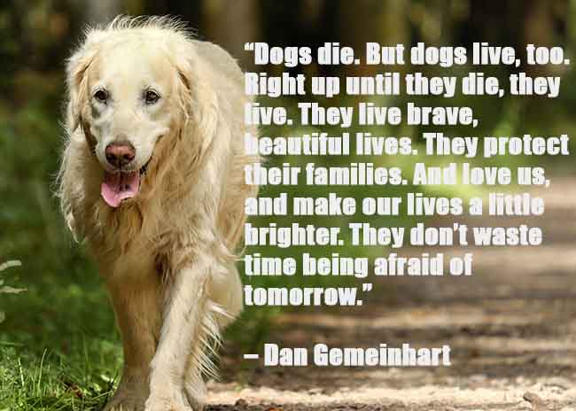 senior dog quote 2