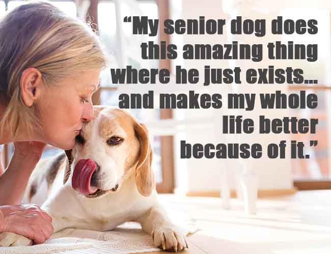 senior dog quote about dogs making your life better