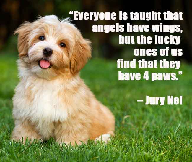 senior dog quote about angels having paws