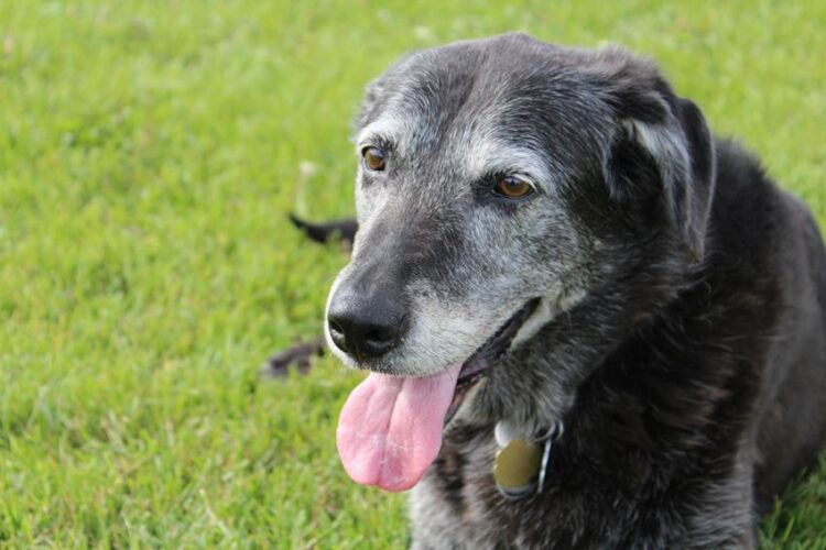 senior dog sitting in lawn