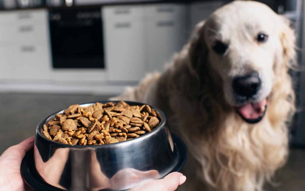 senior retriever being fed