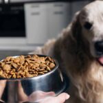 Senior Dog Nutrition – An Owner’s Guide