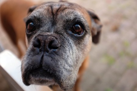Weight Loss In Old Dogs: Our Veterinarians Share What To Do