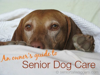 senior dog care