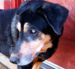 Older dog with cataracts