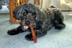 dog chewing on toy