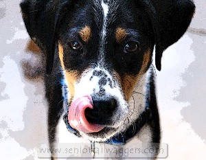 Hungry dog licking his lips