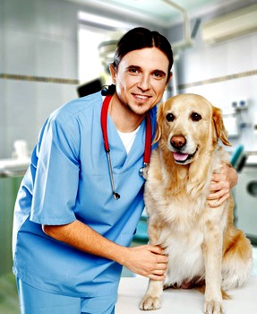 veterinarian with golden retriever dog in office