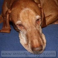 Elderly Vizla resting