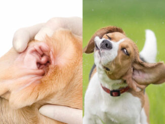 beagle dog shaking with closeup image of his clean ears