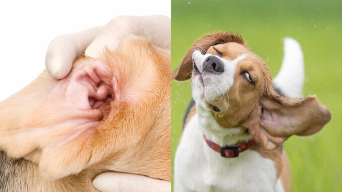 beagle dog shaking with closeup image of his clean ears