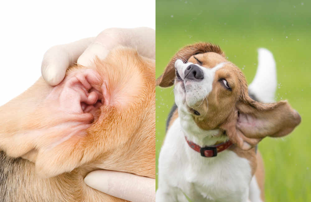 beagle dog shaking with closeup image of his clean ears