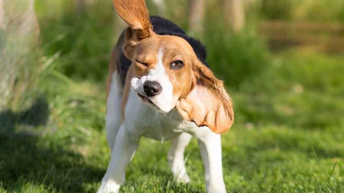 dog shaking head in forest