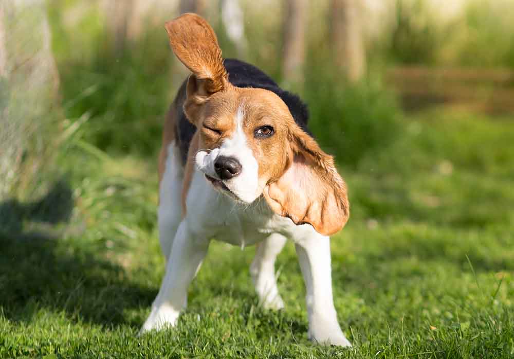 dog shaking head in forest