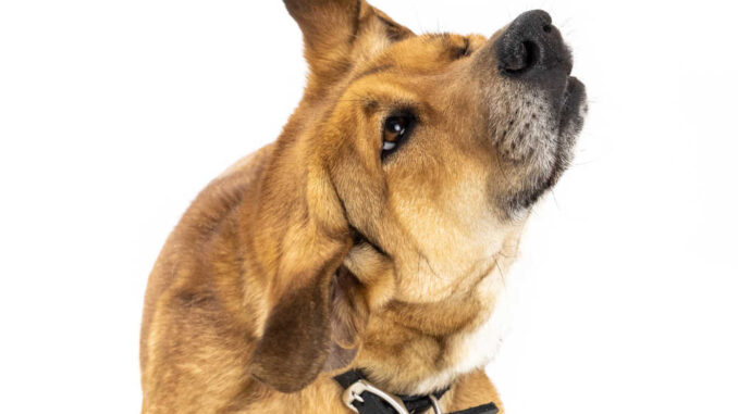 dog shaking head on white background