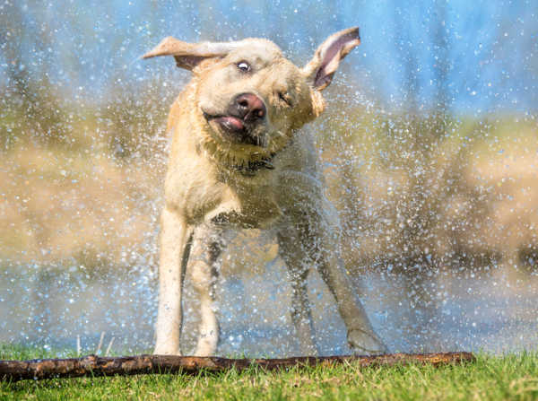 dog shaking head after water bath