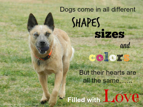 Dog quote. Dog's come in all shapes & sizes.