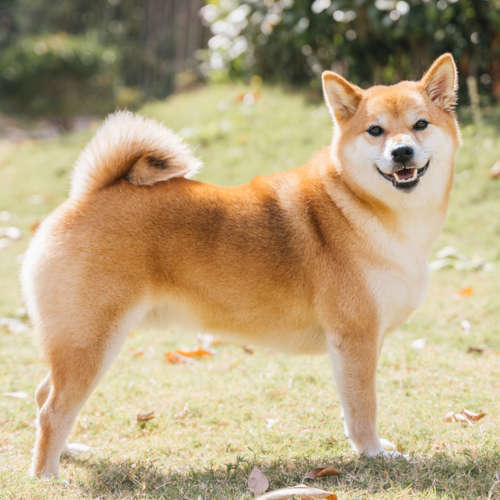 Shiba Inu being happy on grass outdoors