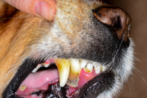 periodontal disease in dogs