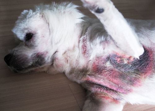 Image showing hyperpigmentation, thickened skin, and inflammation on a dog's belly skin