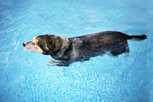 Old dog is swimming as part of a rehabilitation therapy plan after and ACL tear injury.