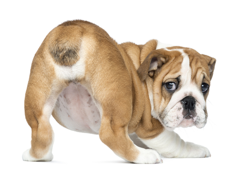 can puppies have hemorrhoids