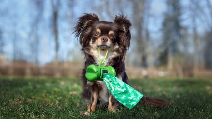 chihuahua dog holding waste bags in her mouth outdoors