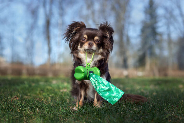 Decoding “Bright Yellow” Dog Poop: A Vet’s Guide