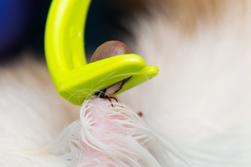 close up of owner grasping a tick using a fine-tipped tweezer