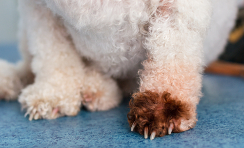 Malassezia pachydermatis yeast infeciton on dog paw