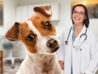veterinarian with female dog