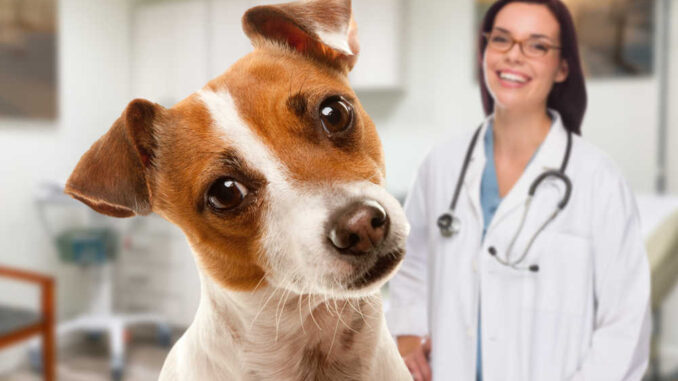 veterinarian with female dog