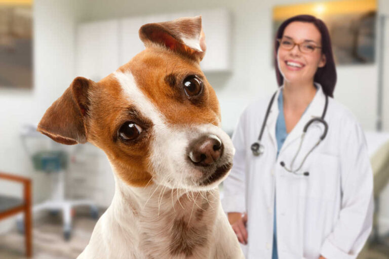 Vaginal or Vulvar Yeast Infections in Dogs: Signs, Causes & Treatments