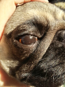 9 Types of Spots on Dog Eyes [With Pictures & Vet Advice]